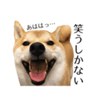 柴犬こてつ君*スタンプ第四弾*（個別スタンプ：28）