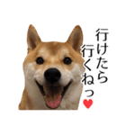 柴犬こてつ君*スタンプ第四弾*（個別スタンプ：30）