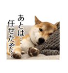 柴犬こてつ君*スタンプ第四弾*（個別スタンプ：32）