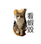 Smelly cat money owes to flat diary 2（個別スタンプ：5）