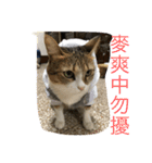 Smelly cat money owes to flat diary 2（個別スタンプ：7）