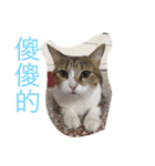 Smelly cat money owes to flat diary 2（個別スタンプ：10）