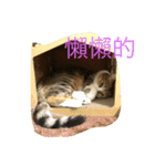 Smelly cat money owes to flat diary 2（個別スタンプ：16）