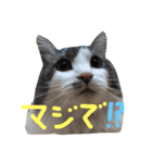 cat kurun（個別スタンプ：16）