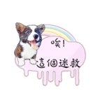 Corgi Do not want to（個別スタンプ：2）