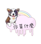 Corgi Do not want to（個別スタンプ：3）