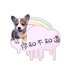 Corgi Do not want to（個別スタンプ：5）