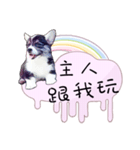 Corgi Do not want to（個別スタンプ：7）