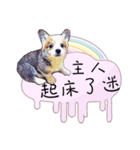 Corgi Do not want to（個別スタンプ：8）