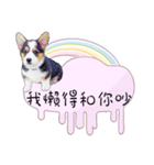 Corgi Do not want to（個別スタンプ：9）