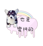 Corgi Do not want to（個別スタンプ：14）