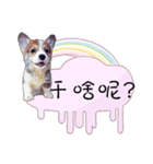 Corgi Do not want to（個別スタンプ：18）