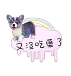 Corgi Do not want to（個別スタンプ：21）