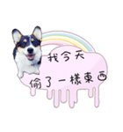 Corgi Do not want to（個別スタンプ：22）