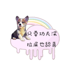 Corgi Do not want to（個別スタンプ：24）