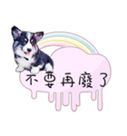 Corgi Do not want to（個別スタンプ：25）