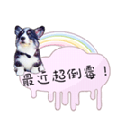 Corgi Do not want to（個別スタンプ：28）