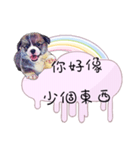 Corgi Do not want to（個別スタンプ：29）