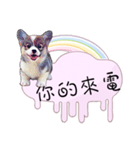 Corgi Do not want to（個別スタンプ：31）