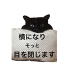 黒猫もったん2（個別スタンプ：23）