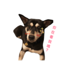 Cuht Dog（個別スタンプ：3）