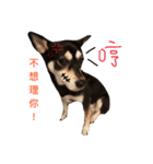 Cuht Dog（個別スタンプ：4）