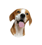 Pepper the Beagle（個別スタンプ：1）