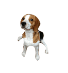 Pepper the Beagle（個別スタンプ：3）