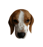 Pepper the Beagle（個別スタンプ：5）