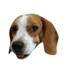 Pepper the Beagle（個別スタンプ：6）