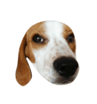 Pepper the Beagle（個別スタンプ：7）