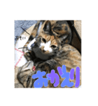 猫の名前はニャニャコとミケコです。（個別スタンプ：3）