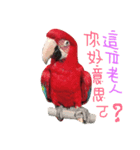 birds2（個別スタンプ：8）