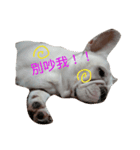 French bulldog ！！（個別スタンプ：5）