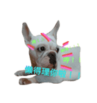 French bulldog ！！（個別スタンプ：8）