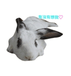 DODORabbit_2（個別スタンプ：4）