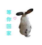 DODORabbit_2（個別スタンプ：15）