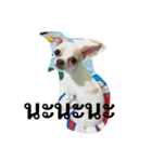 chokchai chihuahua 1（個別スタンプ：4）