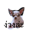 chokchai chihuahua 1（個別スタンプ：6）