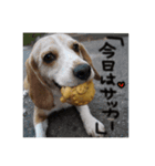 Go！！Beagle！！Go！！（個別スタンプ：1）