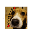 Go！！Beagle！！Go！！（個別スタンプ：6）