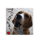 Go！！Beagle！！Go！！（個別スタンプ：7）