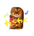 気まぐれマロン（個別スタンプ：15）