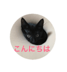 黒猫はるさん（個別スタンプ：1）