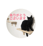 黒猫はるさん（個別スタンプ：2）