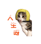 Cat a life（個別スタンプ：4）