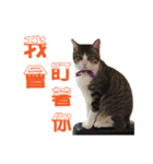 Cat a life（個別スタンプ：10）