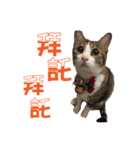 Cat a life（個別スタンプ：14）