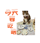 Cat a life（個別スタンプ：15）