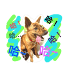 Taiwan Brindle Dog 2（個別スタンプ：3）